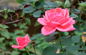 月季花
