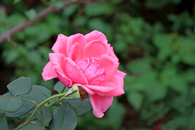 粉色月季花