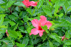 扶桑花