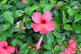扶桑花
