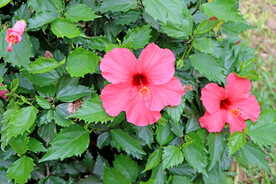 扶桑花