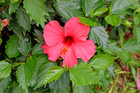 扶桑花