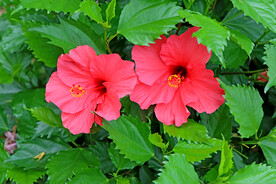 扶桑花