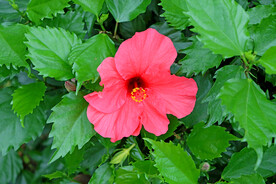 扶桑花