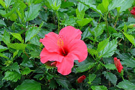 扶桑花