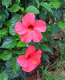 扶桑花