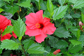 扶桑花