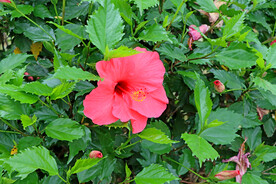 扶桑花