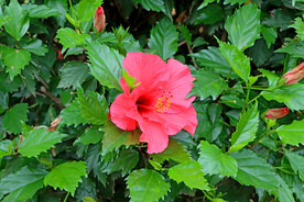 扶桑花