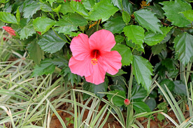 扶桑花