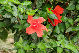 扶桑花