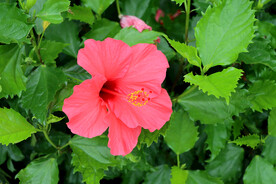 扶桑花