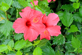扶桑花