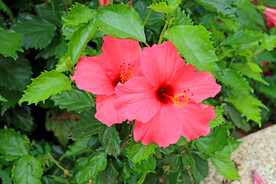 扶桑花