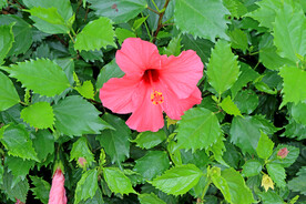 扶桑花