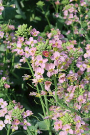 油菜花