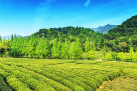 陆羽茶博物院