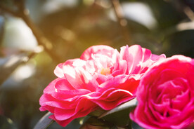 山茶花