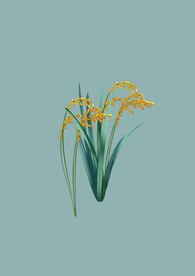 小满