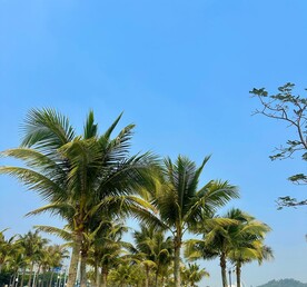 椰树