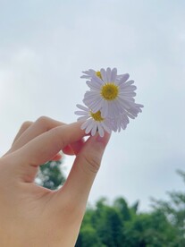 小雏菊