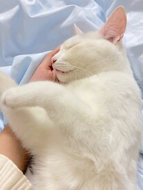 猫咪