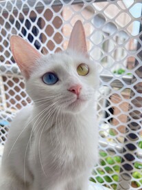 猫咪