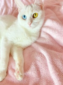 猫咪