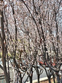 紫叶李