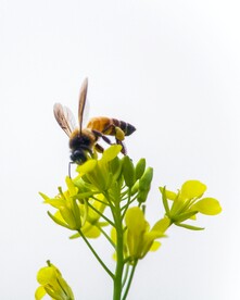 蜜蜂图片