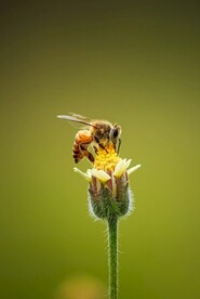 蜜蜂图片