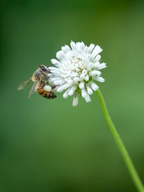 蜜蜂图片