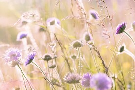野草野花
