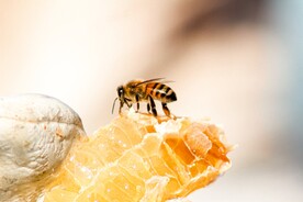 蜜蜂图