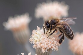 蜜蜂图片