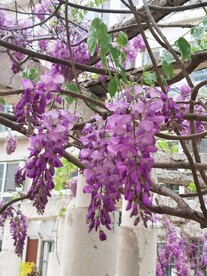 紫藤花