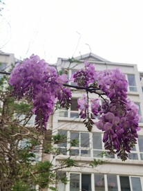 紫藤花