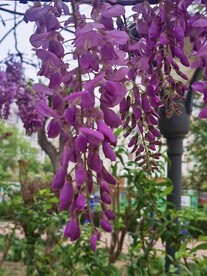 紫藤花