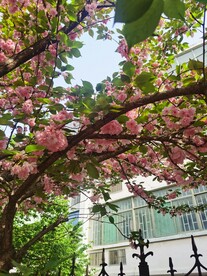 樱花