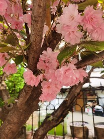 樱花