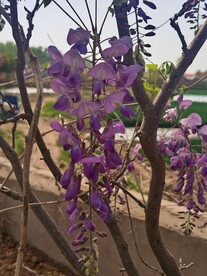紫藤花