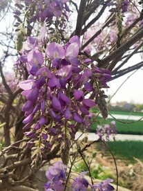 紫藤花