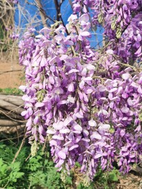 紫藤花