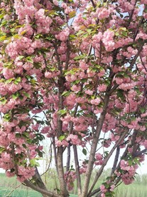 樱花