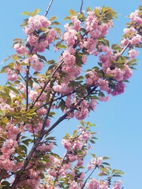 樱花