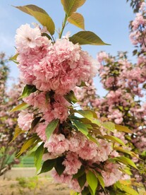 樱花