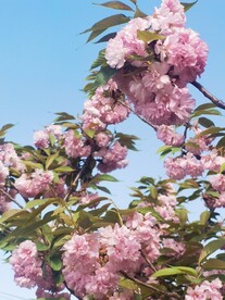 樱花