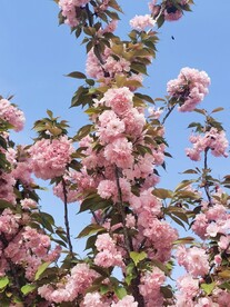 樱花树