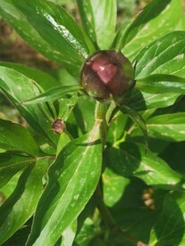 芍药