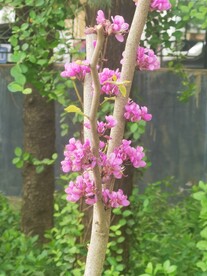 紫荆
